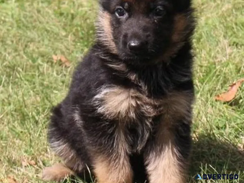 Very Intelligent German Shepherd puppies