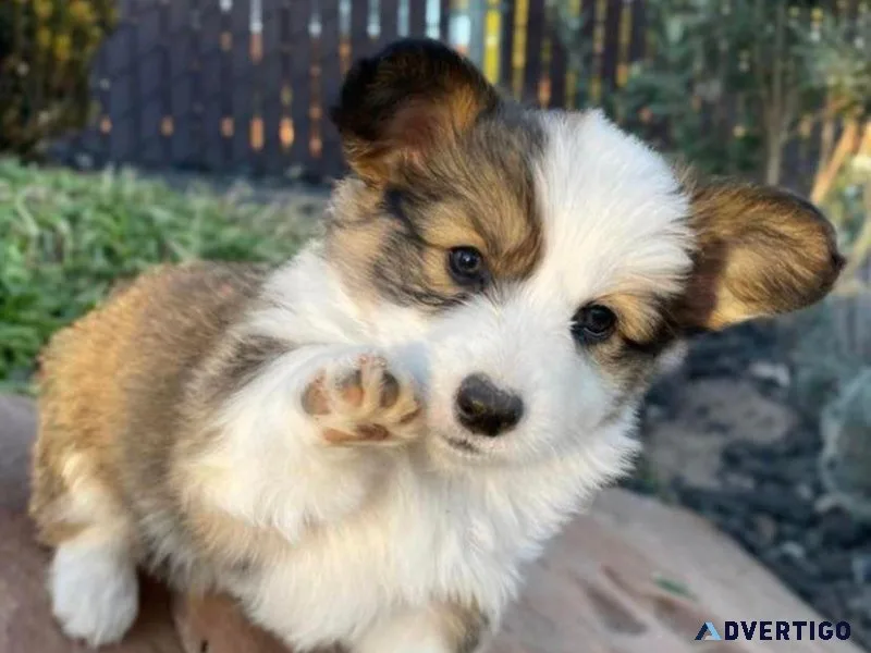 beautiful pembroke welsh corgi for sale