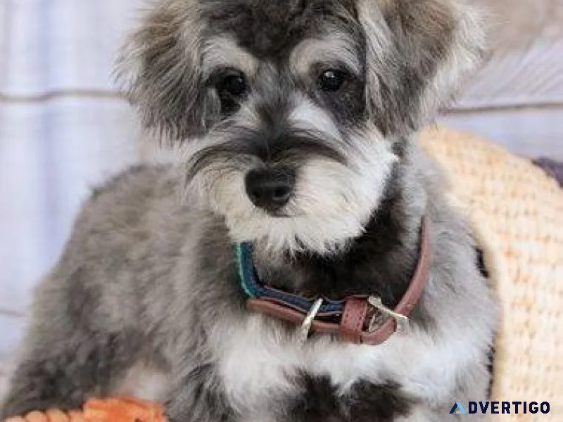 Well socialized Schnoodle puppies.
