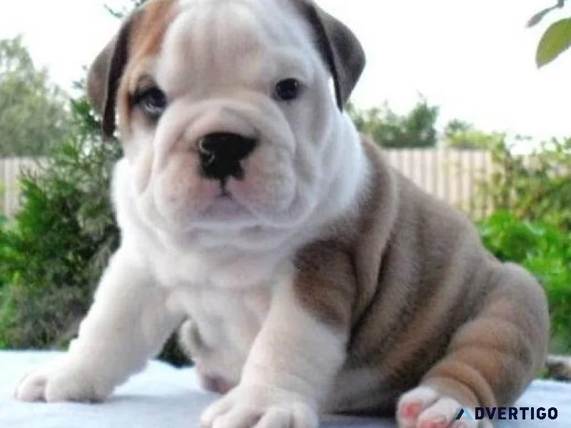 Well socialized Mini English Bulldog puppies