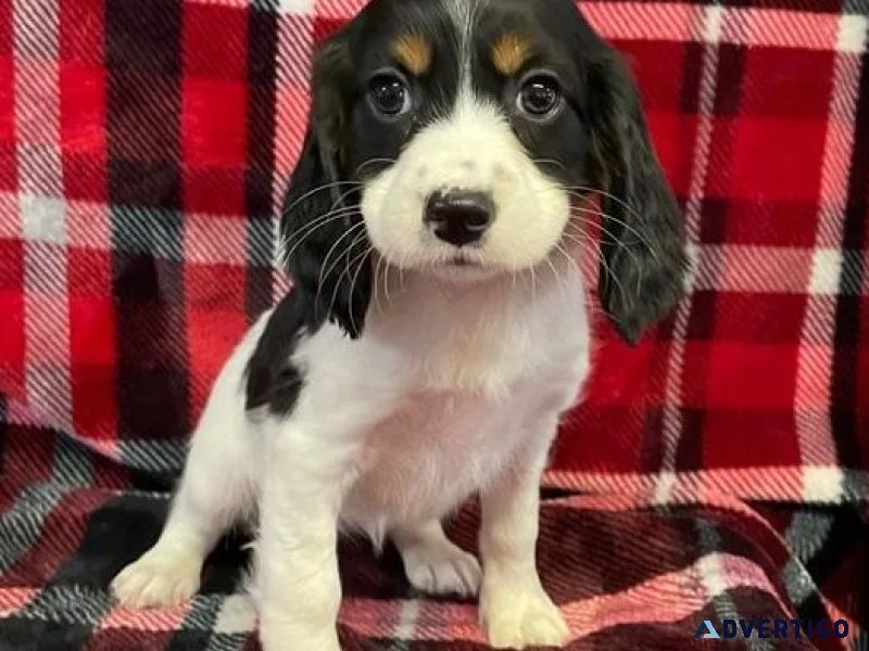 Amazing English Springer Spaniel puppies