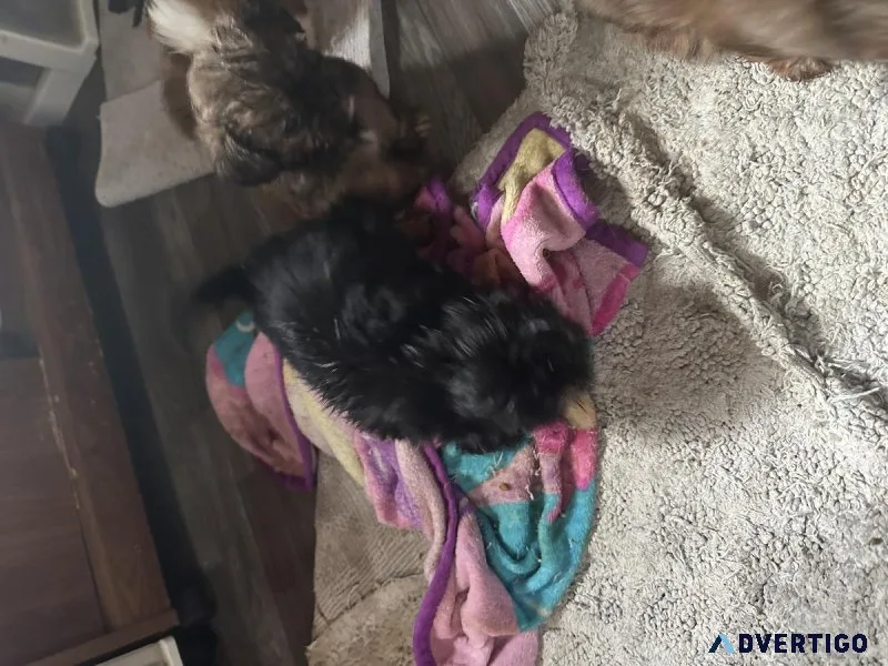 Shiweenies