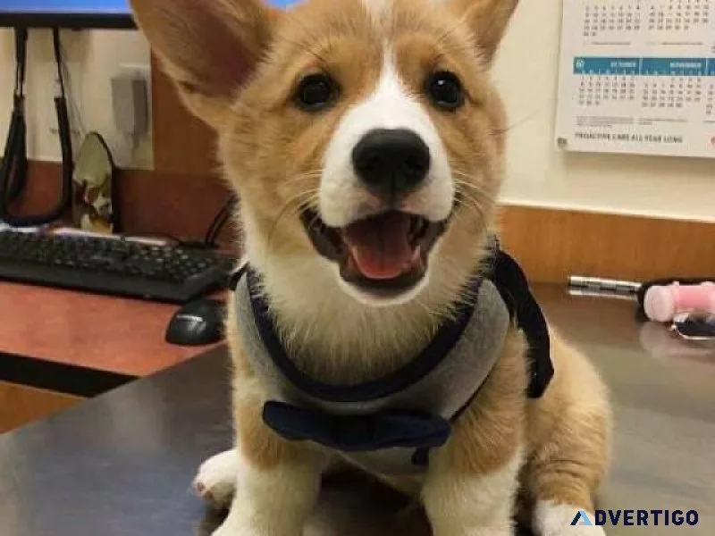 Healthy and adorable Welsh Corgi puppies available.