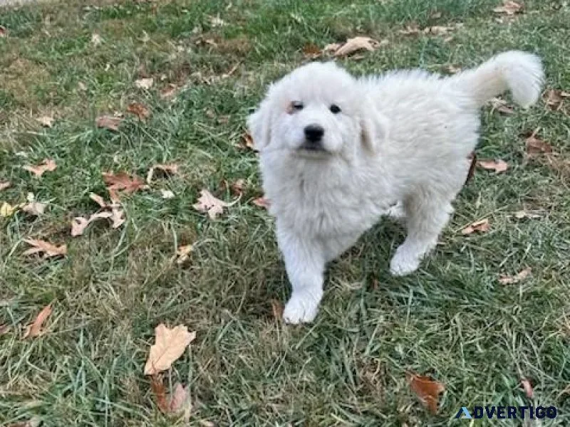 Great Pyrenees