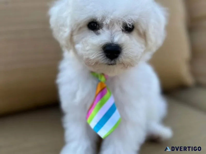 BICHON FRISE
