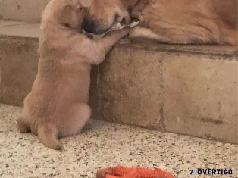 Golden Retriever puppies