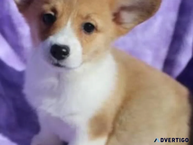 Pembroke welsh Corgi Puppies ready