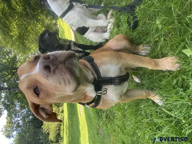American Bulldogs