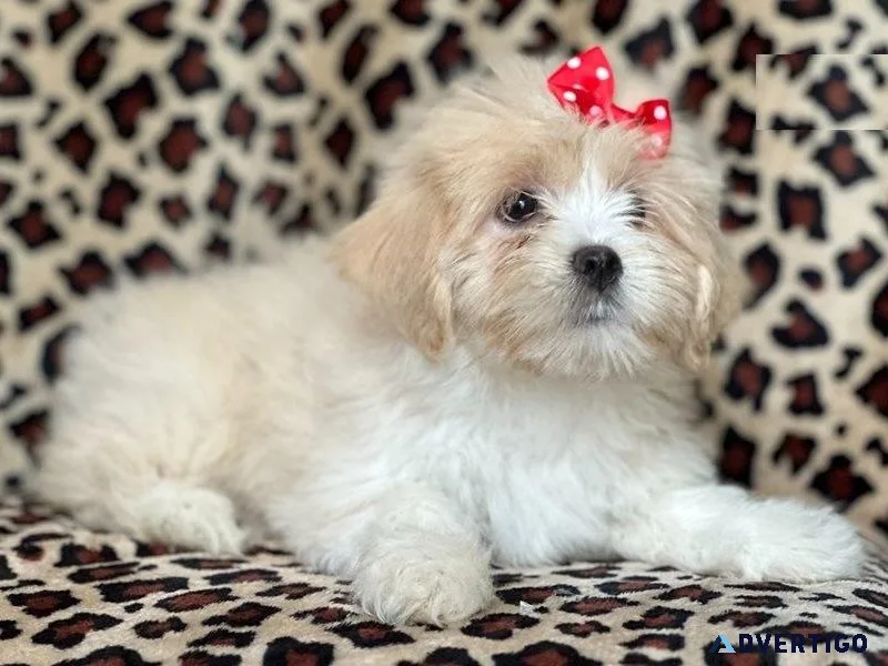 Amazing Lhasa Apso puppies
