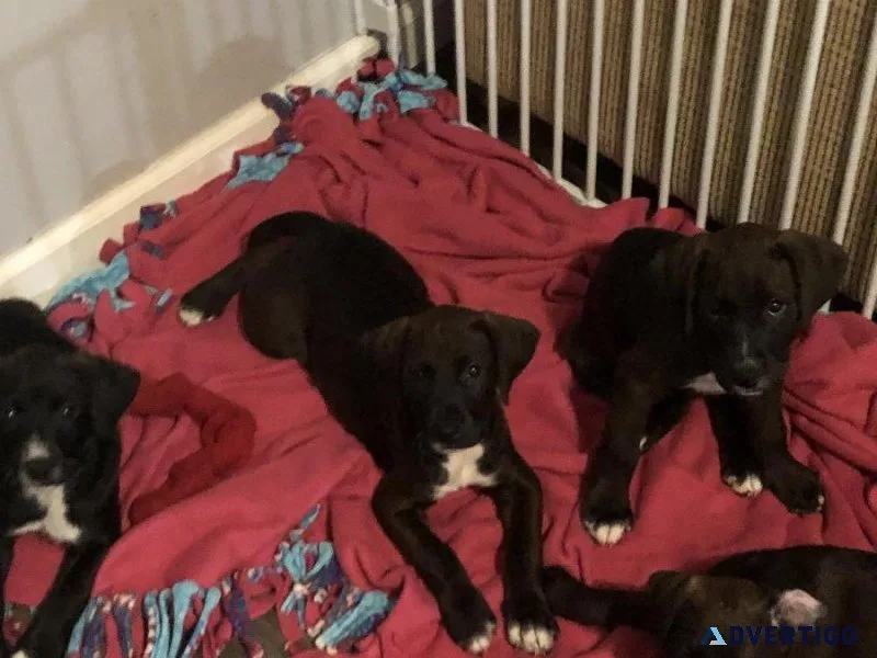 Adorable puppies for sale