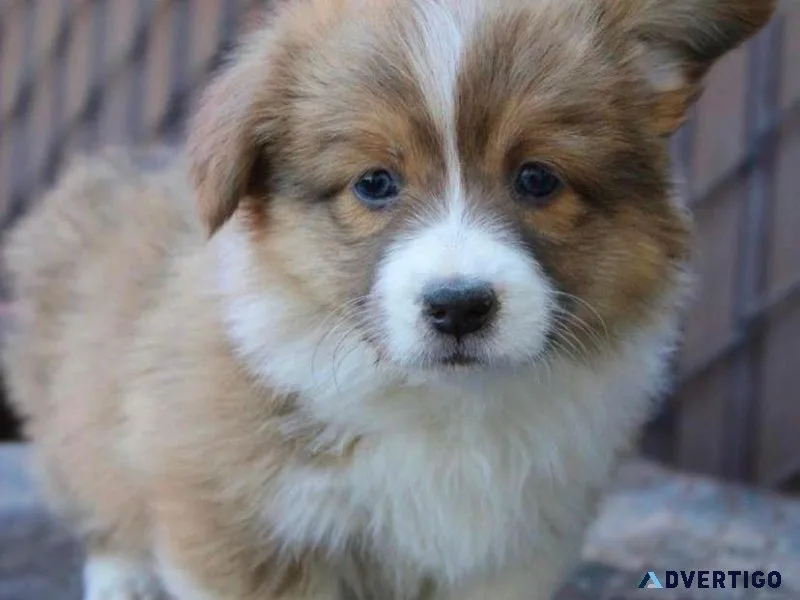 Amusing Pembroke welsh corgi puppies ready 