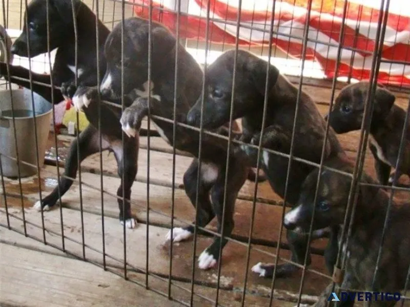 AKC Greyhound Puppies.