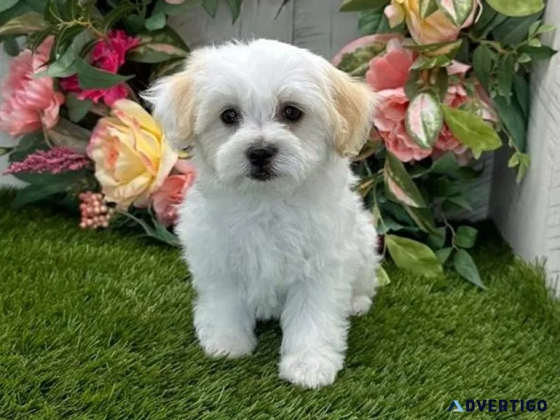 AKC Healthy Havanese Puppies.