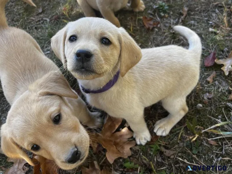 Yellow UKC Registered Labrador Puppies