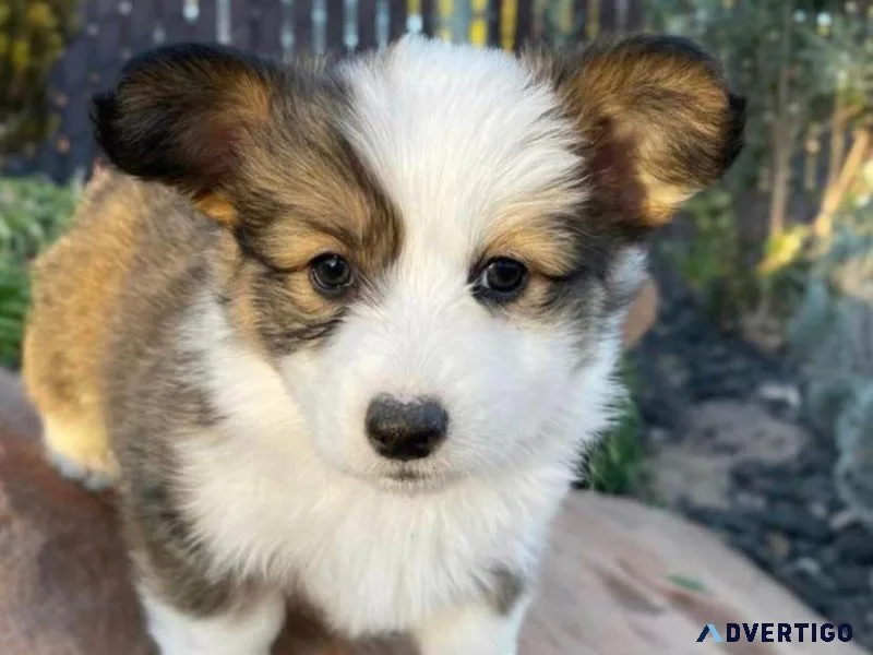 3 Pembroke Welsh Corgi Puppies