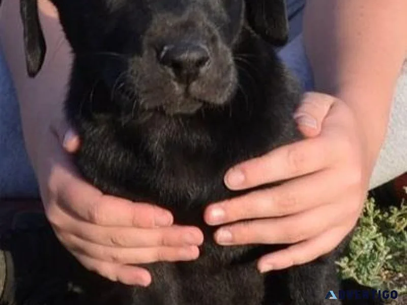 Home raised Labrador Retriever puppies
