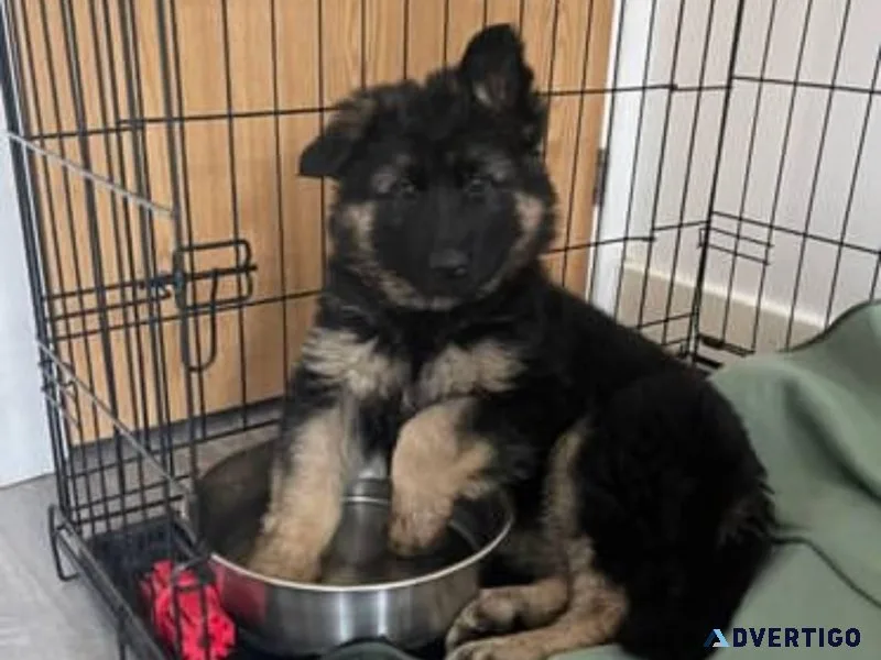 CHLOE THE GERMAN SHEPARD PUPPY