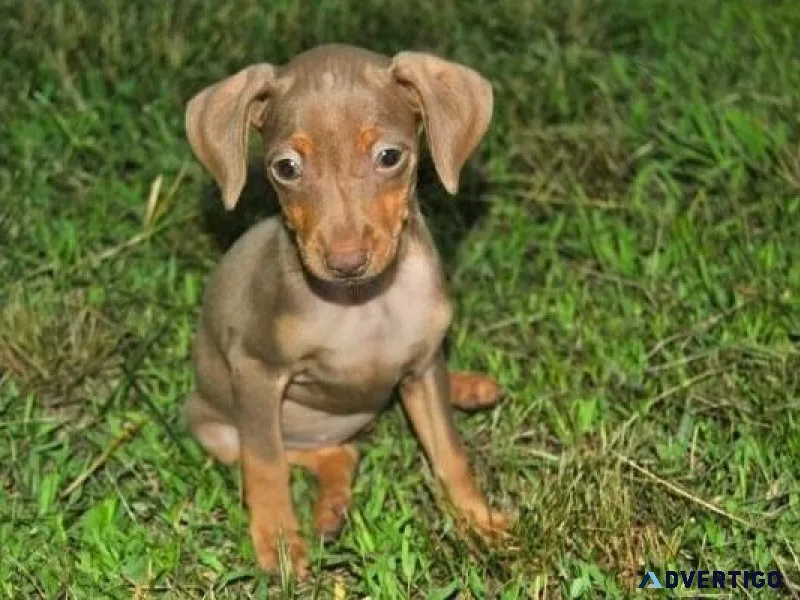 Home Raised Miniature Pinscher puppies