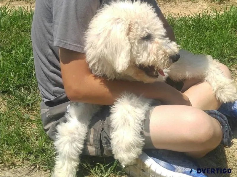 Home raised Komondor Puppies for sale