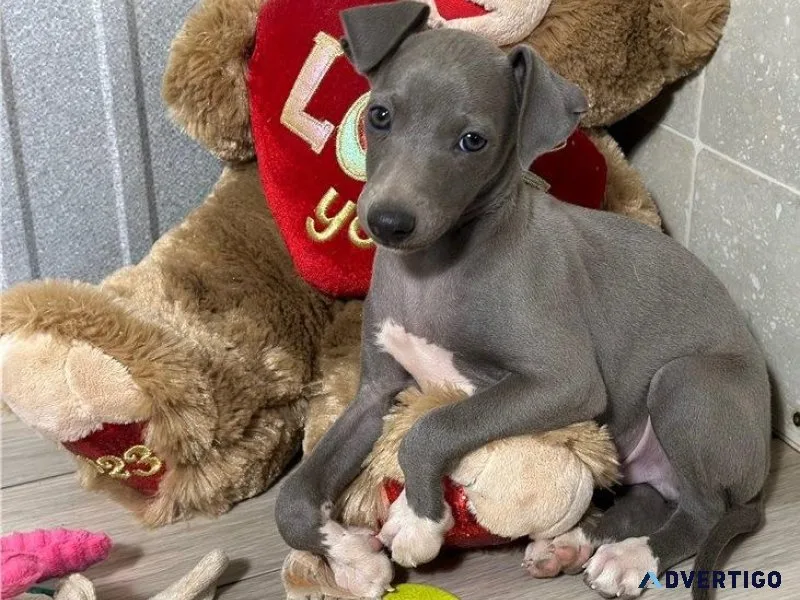 Adorable Italian Greyhound Puppies for sale.