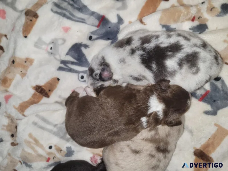 Australian shepherds