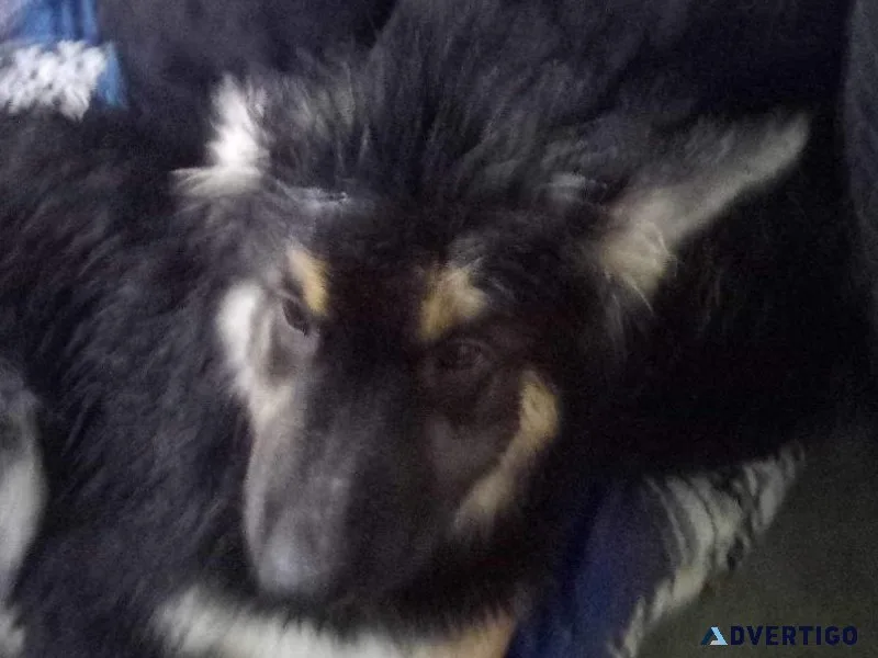Shepsky Puppy
