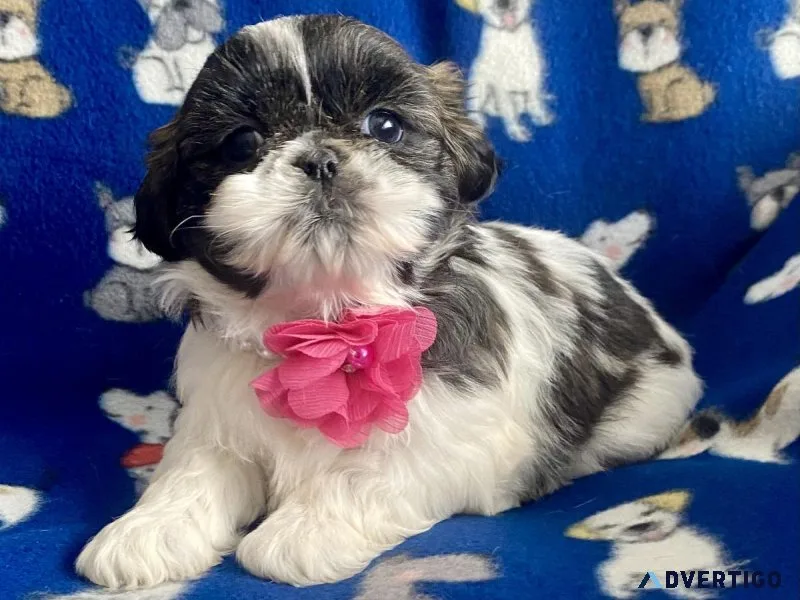 Shihtzu puppies