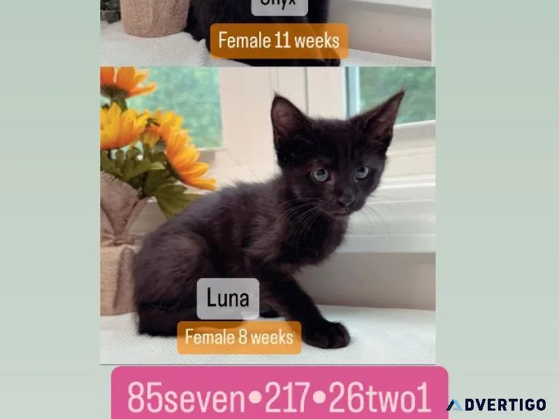 KITTENsvaccinatedan ddewormed with medical paperwork
