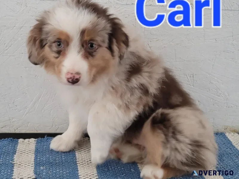 asdr Australian Shepherds born 11-9-23