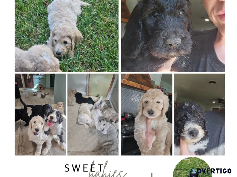 Sheepadoodle Puppies 9 weeks old