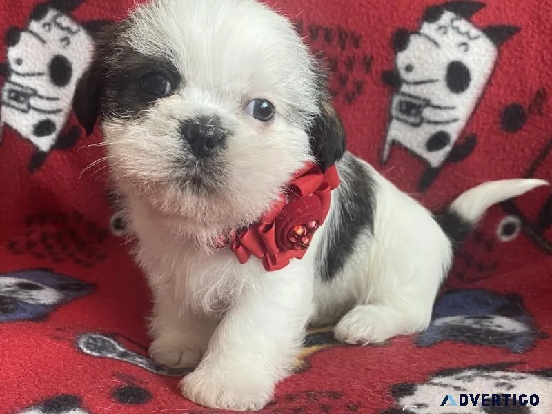 adorable shihtzu
