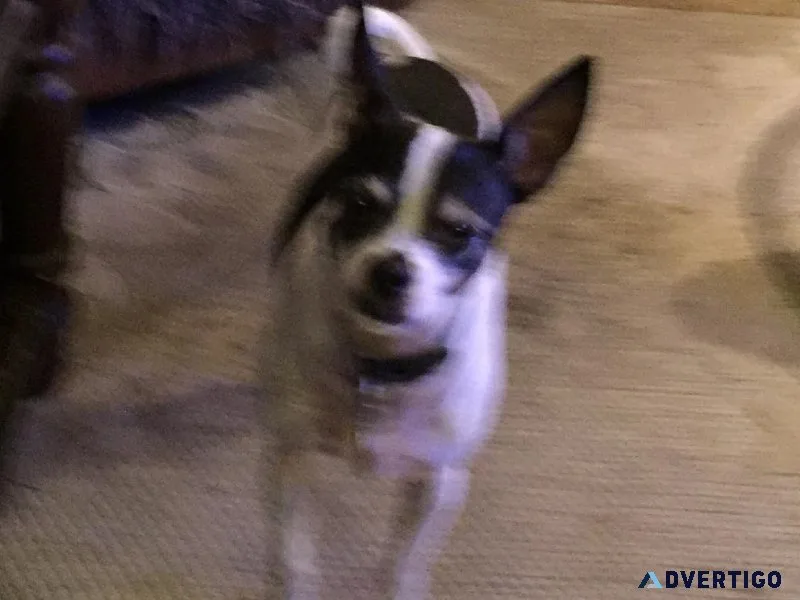 Free dog
