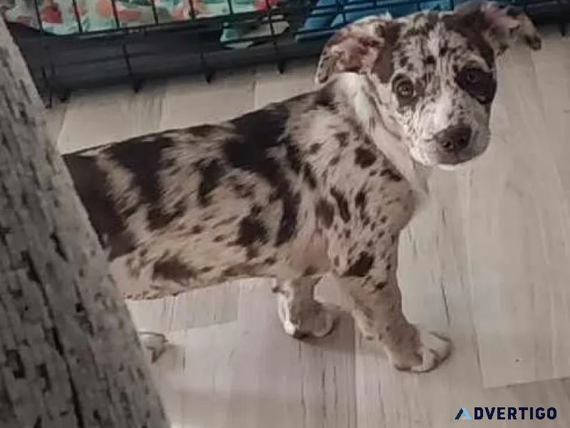Designer breed Bo-Dach
