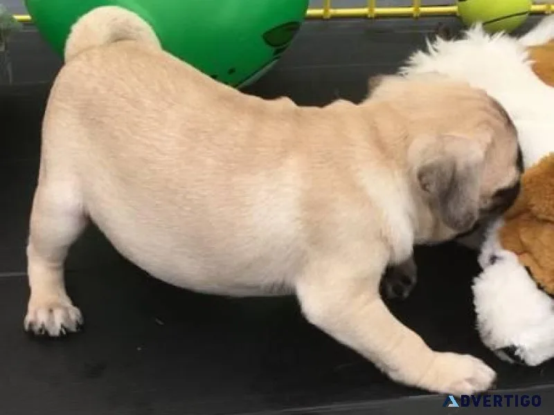 Free Pug Puppies