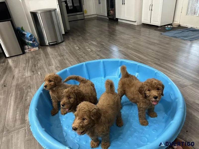Goldendoodle