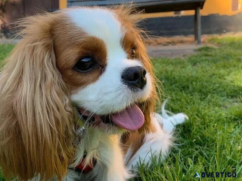 Adorble King Charles Spaniel puppies available