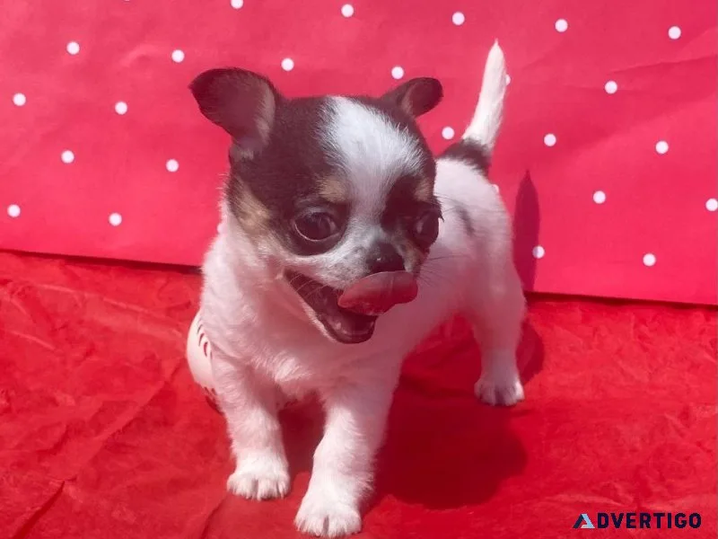 Pretty home raised and socialized pure Chihuahua puppies