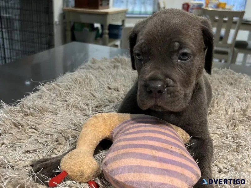 Cane Corso puppies