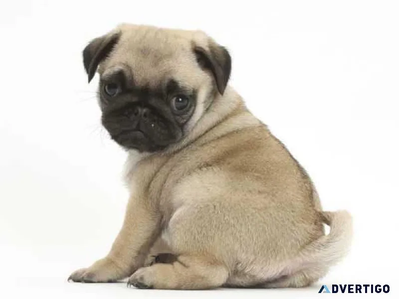 Cute Pug puppies available