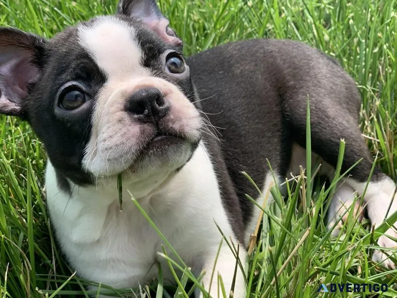 Cute Boston Terrier Puppies