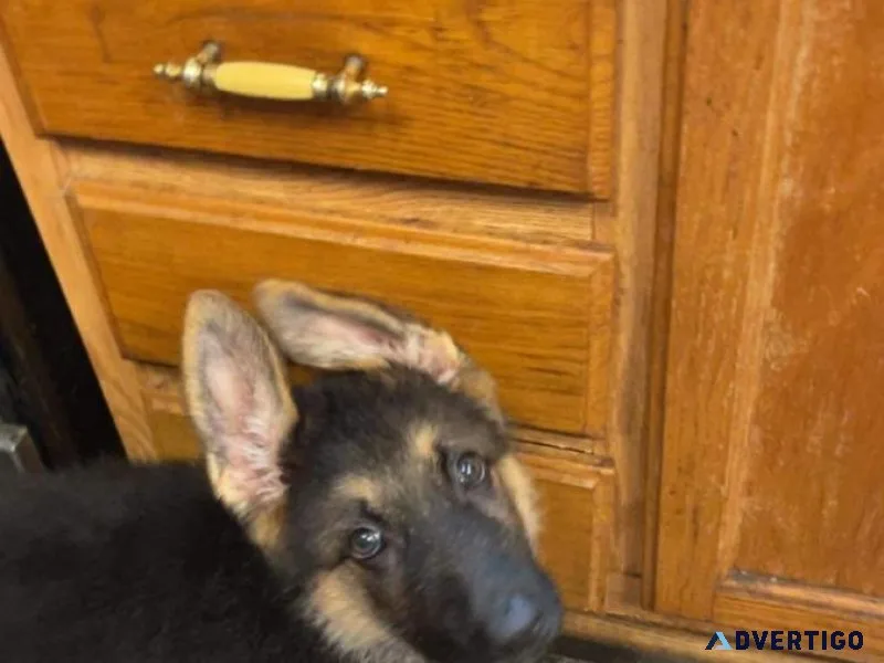 AKC German Shepherds