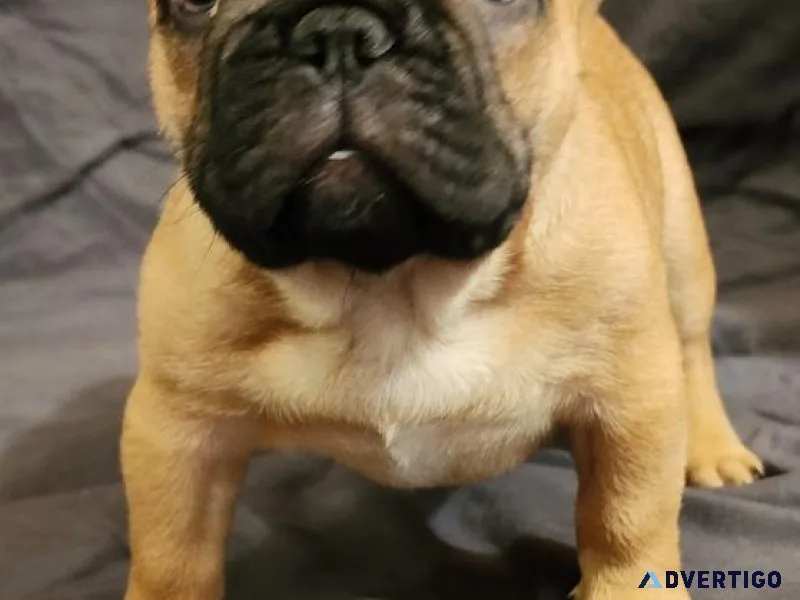 Frenchies