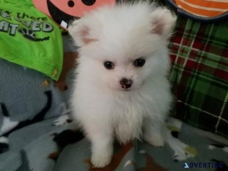 pomeranain puppies.