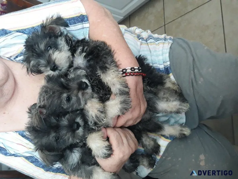 Miniature schnauzer puppies