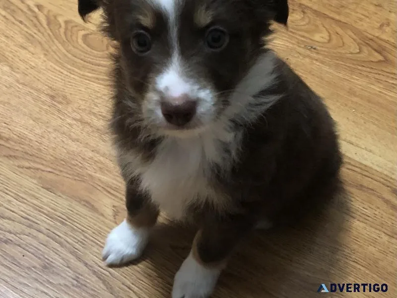 Mini Australian Shepherd