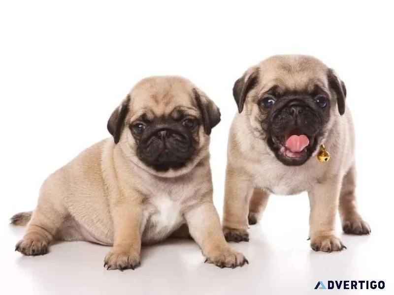 Pug Puppies for Sale Under  Near Me