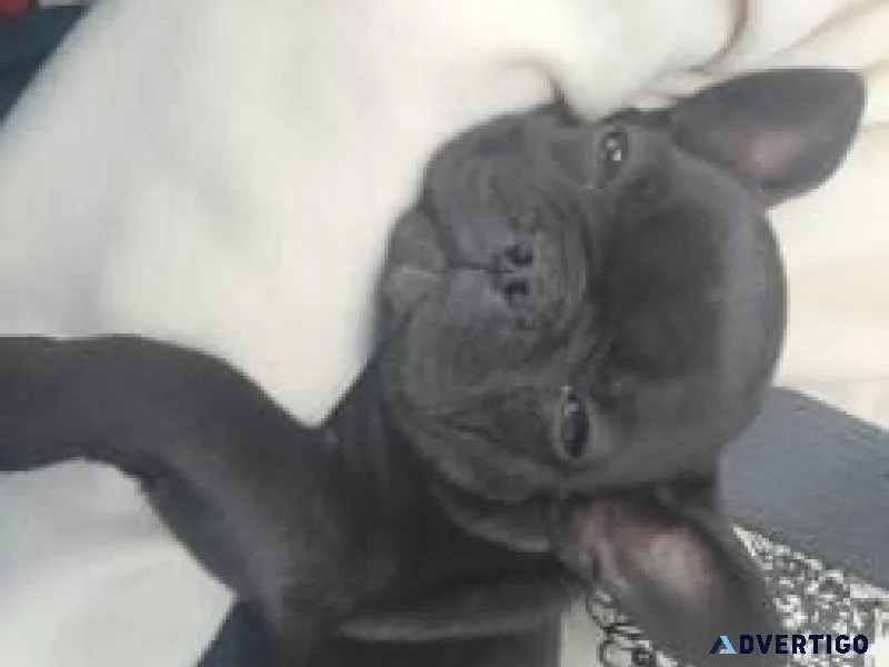 Registered female French Bulldog