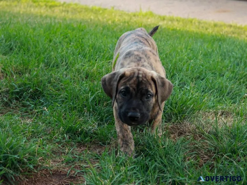 Presa Canario Puppies