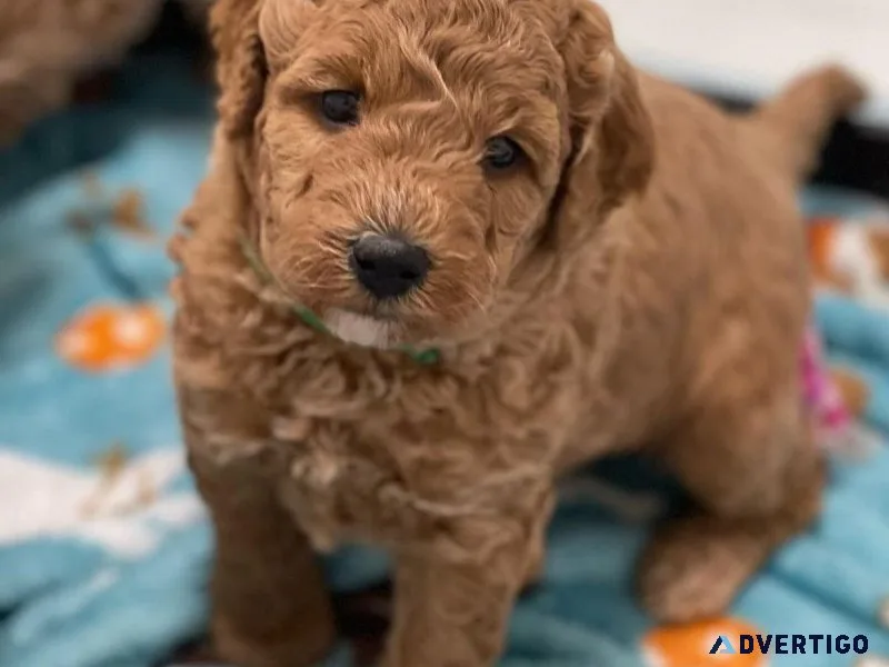 High-Quality Maltipoo puppy available in Pune  - Breed n Breeder