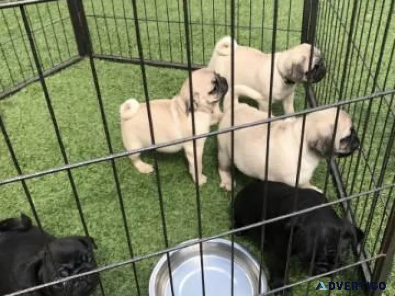 Young Pug Puppies